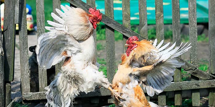 cocks-fighting-annimal-illegal-gambling-news